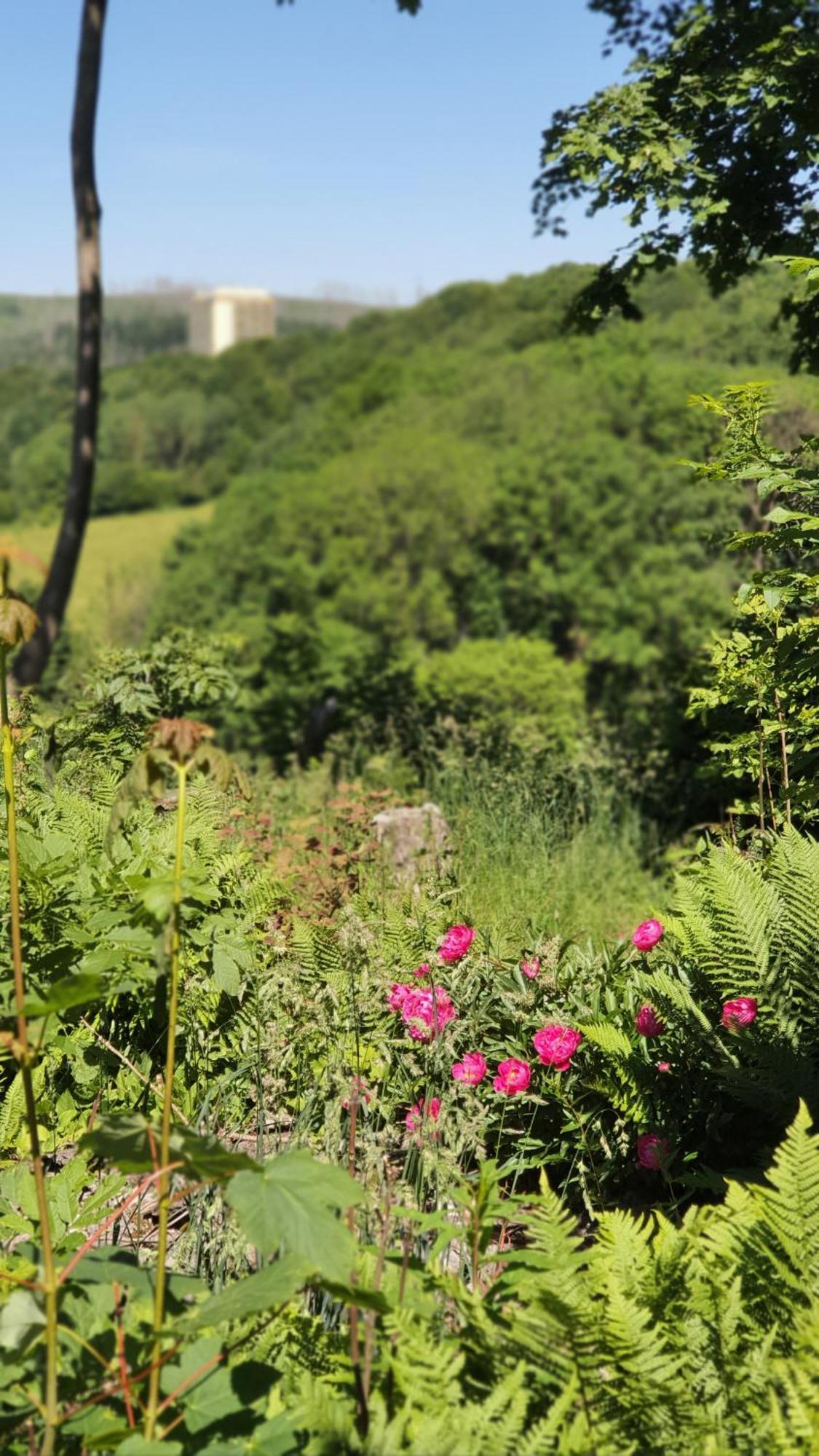Hotel Schneiderhof Braunlage Dış mekan fotoğraf
