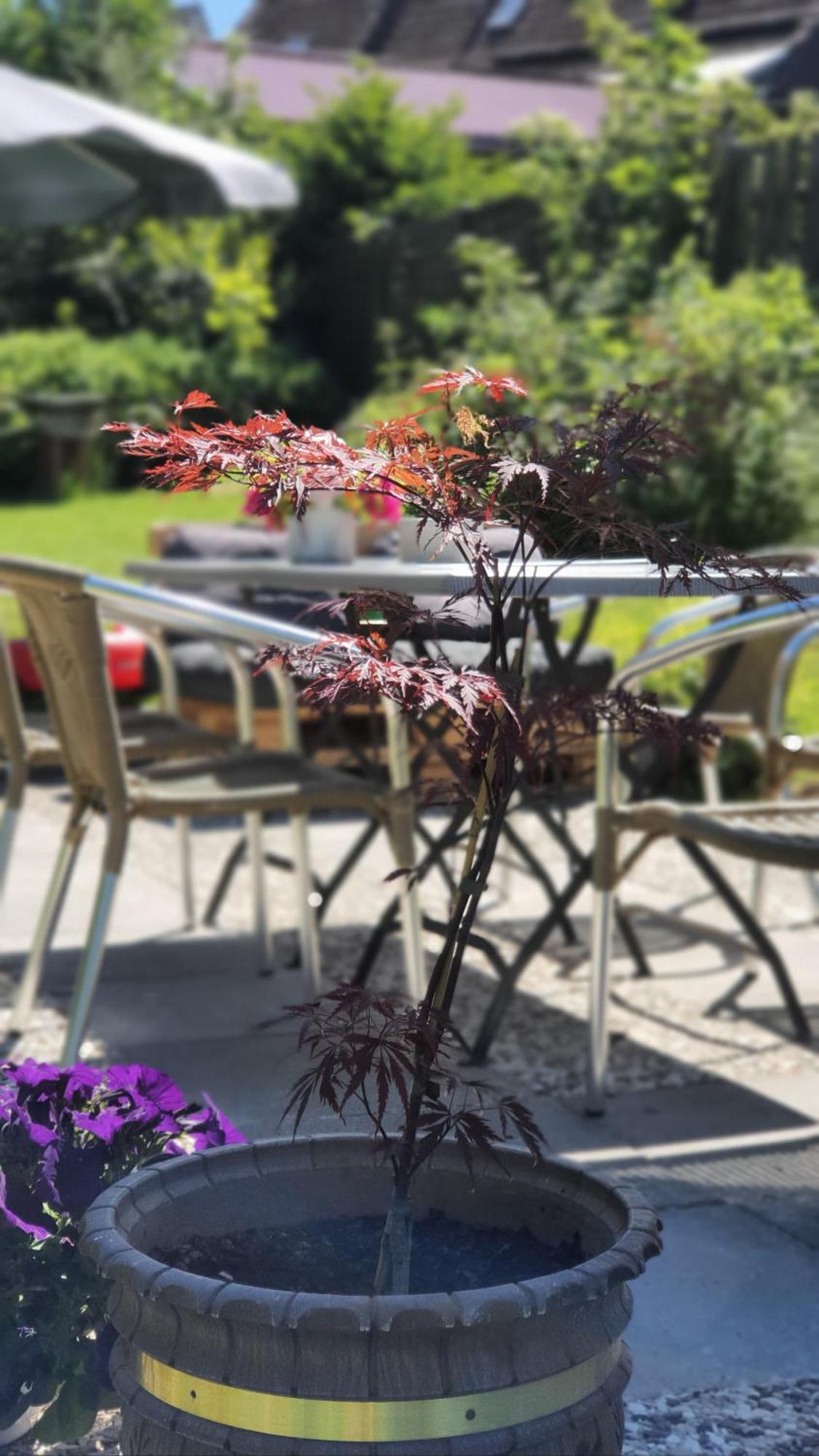 Hotel Schneiderhof Braunlage Dış mekan fotoğraf